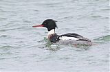 Red-breasted Merganser